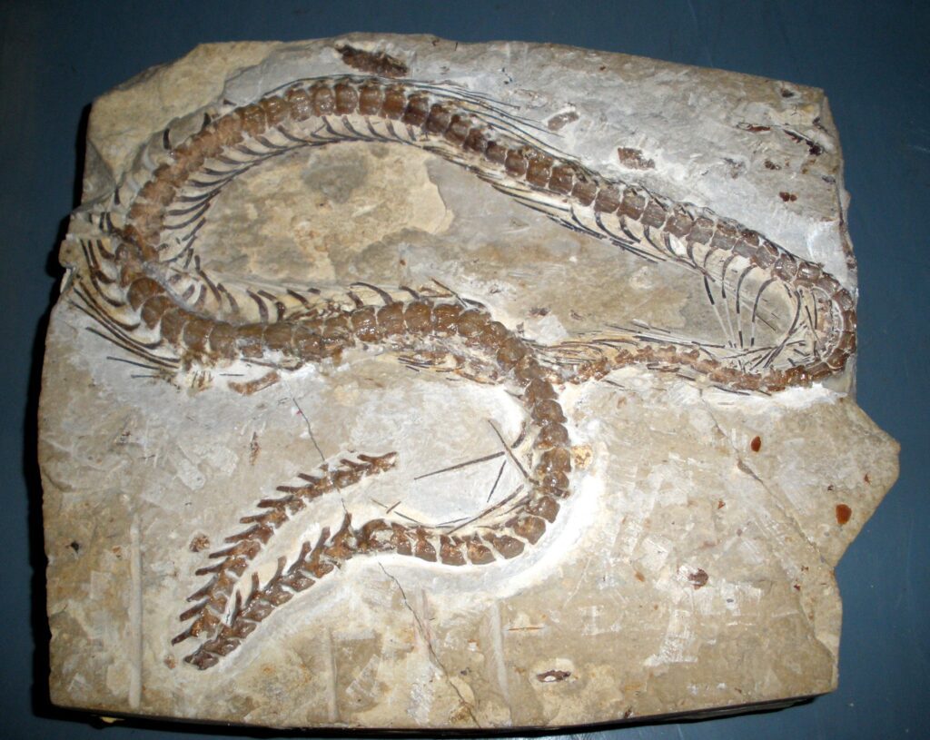 Archeological Evidence For Snakes Having Legs - Discovered in Lebanon